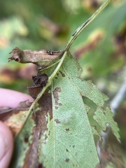 Dasineura crataegibedeguar
