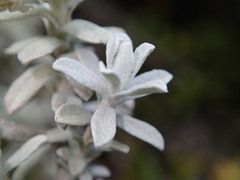 Ewartiothamnus sinclairii