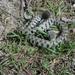 Barred Grass Snake - Photo (c) piero, some rights reserved (CC BY-NC), uploaded by piero