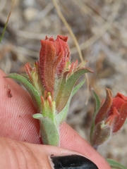 Castilleja arachnoidea