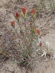 Castilleja arachnoidea