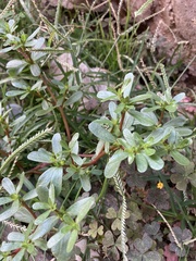 Portulaca oleracea