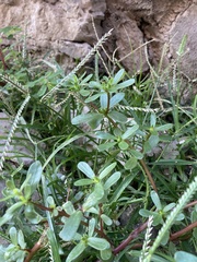 Portulaca oleracea