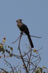 Corythaixoides concolor concolor