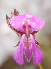 Indigofera sp19b