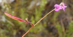 Indigofera sp19b