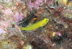 Gobius auratus