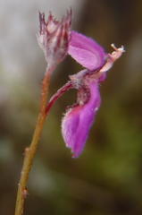 Indigofera sp19b