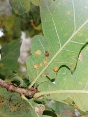 Neuroterus quercusbaccarum