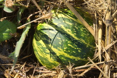 Cucurbita palmata