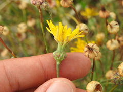 Reichardia
