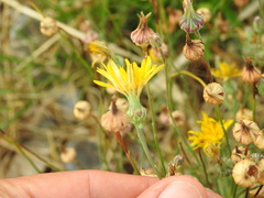 Reichardia