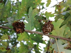 Andricus foecundatrix