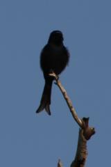 Dicrurus adsimilis fugax