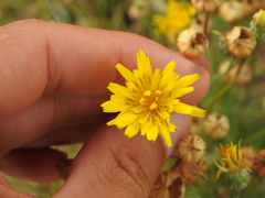 Reichardia