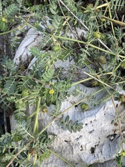 Tribulus terrestris