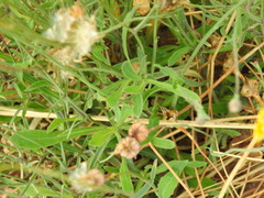 Reichardia