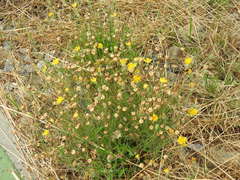 Reichardia