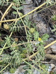 Tribulus terrestris