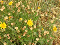 Reichardia