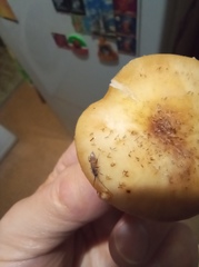 Pogonognathellus flavescens