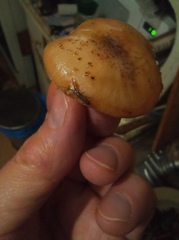 Pogonognathellus flavescens