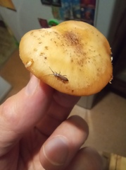 Pogonognathellus flavescens