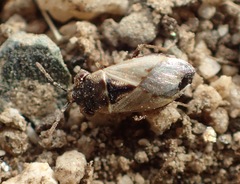 Geocoris pallens
