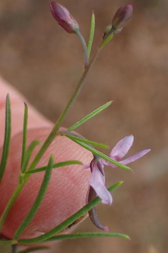 Cleome conrathii (Cleome conrathii)