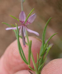 Cleome conrathii