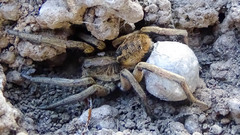 Lycosa erythrognatha