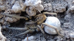 Lycosa erythrognatha