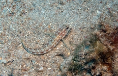 Gobius roulei