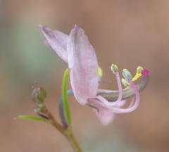 Cleome conrathii