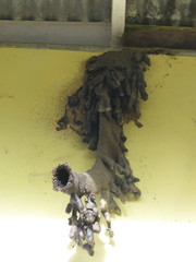 Lestrimelitta spinosa