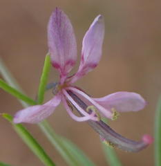 Cleome conrathii