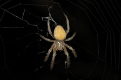 Pararaneus cyrtoscapus