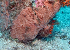 Hemimycale columella