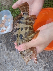 Epinephelus fuscoguttatus