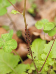 Uroleucon formosanum