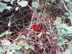 Cardinalis cardinalis