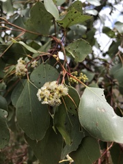 Eucalyptus populnea