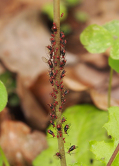 Uroleucon formosanum
