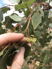 Eucalyptus populnea