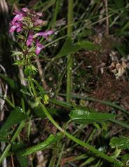 Stachys thunbergii