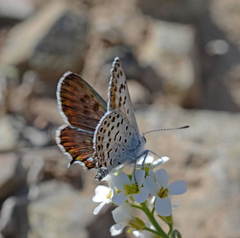 Athamanthia dimorpha
