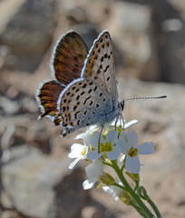 Athamanthia dimorpha