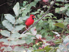 Cardinalis cardinalis