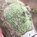 Ropalospora viridis - Photo (c) Rob Curtis, some rights reserved (CC BY-NC-SA), uploaded by Rob Curtis