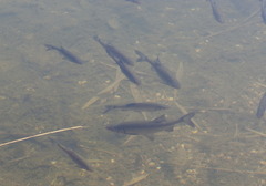 Scardinius hesperidicus